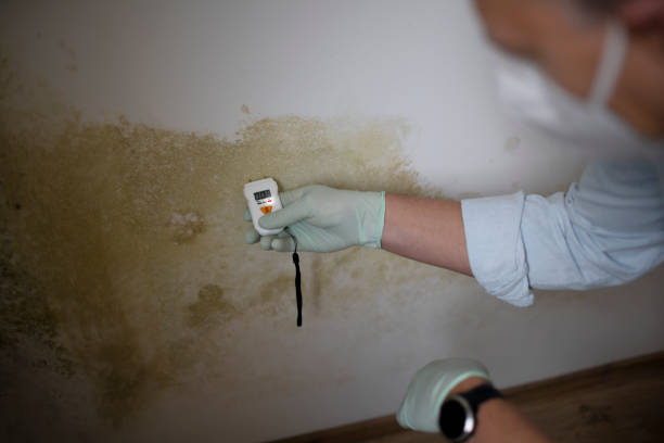 Best Health and Safety Mold Remediation in Hawthorne, NV